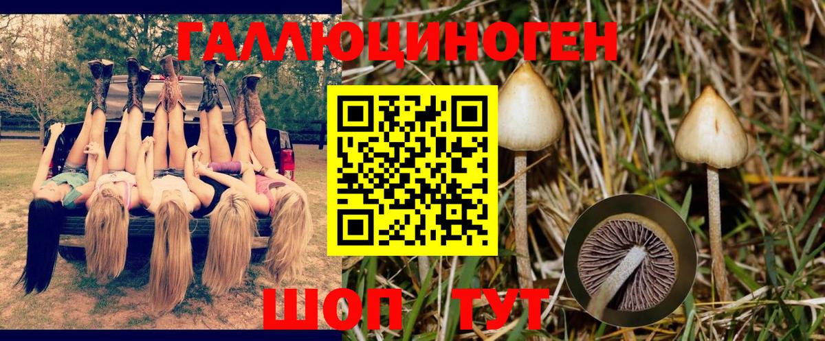 Псилоцибиновые грибы MAGIC MUSHROOMS  дарнет шоп  Амурск  Псилоцибиновые грибы MAGIC MUSHROOMS  Вход с VPN 